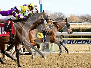 Blinkers On -New Years Day at Aqueduct