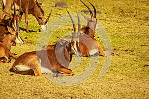 Roan Antelope