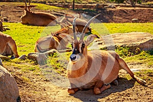 Roan Antelope