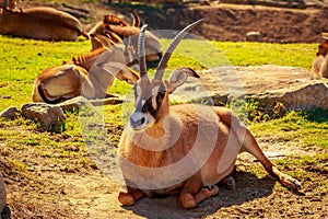 Roan Antelope