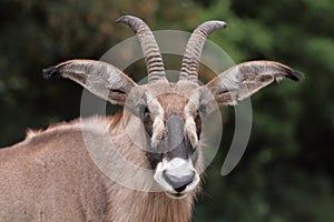 Roan antelope photo