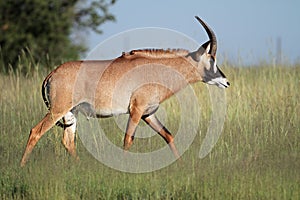 Roan antelope