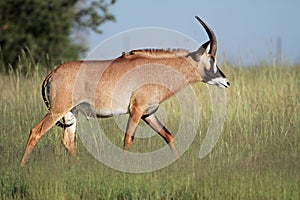 Roan antelope photo