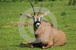 Roan antelope photo