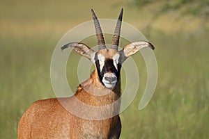 Roan antelope photo