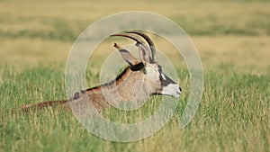 Roan antelope