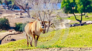 Roan Antelope