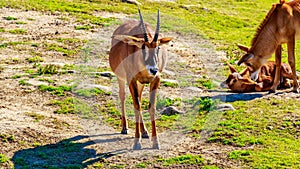 Roan Antelope