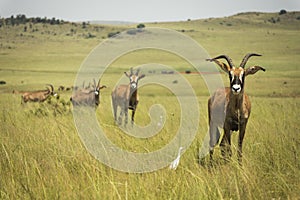 Roan antelope Africa in the grasslands
