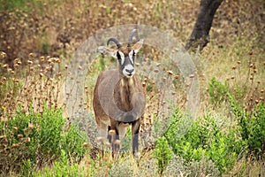 Roan antelope photo