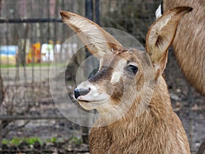 Roan antelope baby