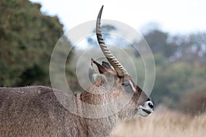 Roan antelope with broken antler. Photographed at Port Lympne Safari Park near Ashford Kent UK.