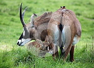 Roan Antelope with Calf photo