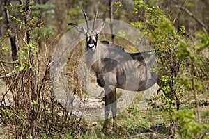 Roan antelope, Chobe, Botswana photo
