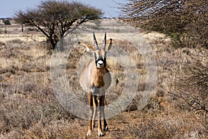 Roan antelope front photo