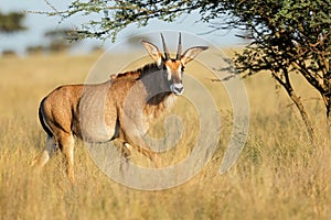 Roan antelope in grassland, Mokala National Park, South Africa