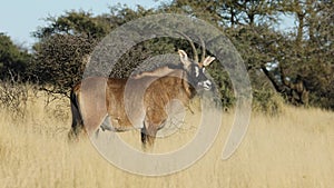 Roan antelope in grassland - South Africa