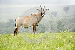 Roan Antelope on the Hills