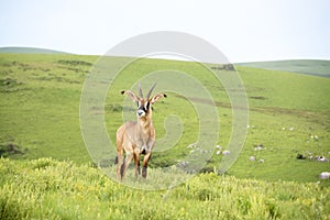 Roan Antelope on the Hills of Nyika Plateau