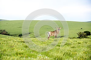 Roan Antelope on the Hills of Nyika Plateau