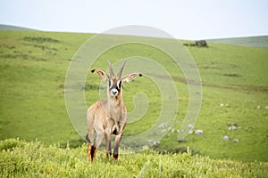 Roan Antelope on the Hills of Nyika Plateau