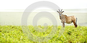 Roan Antelope on the Hills photo