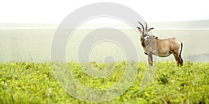 Roan Antelope on the Hills photo