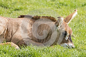 Roan antelope (Hippotragus equinus) photo