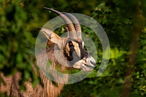 Roan Antelope - Hippotragus equinus photo