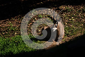 Roan Antelope - Hippotragus equinus, beautiful antelope photo