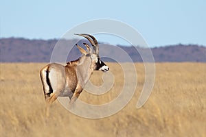 Roan Antelope photo