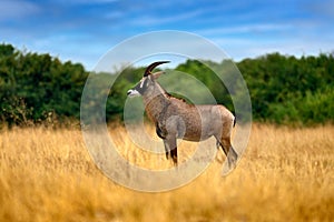 Roan antelope, Hippotragus equinus, in the grass, mountain in the background, Savuti, Chobe NP in Botswana, Africa. Animal,