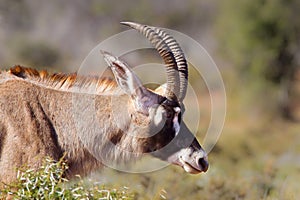 Roan Antelope photo