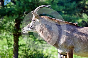 Roan Antelope Hippotragus Equinus in Nature Closeup
