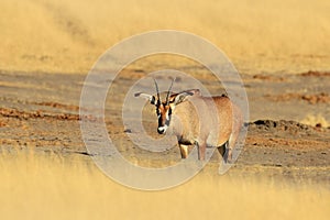 Roan antelope, Hippotragus equinus, in nature habitat. animal with antlers, hot summer day in grass meadow. Wildlife in Africa.