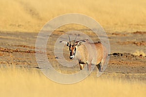 Roan antelope, Hippotragus equinus, in nature habitat. animal with antlers, hot summer day in grass meadow. Wildlife in Africa. photo