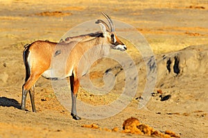 Roan antelope, Hippotragus equinus, in nature habitat. Detail portrait of antelope, head with big ears and antlers. Wildlife in photo