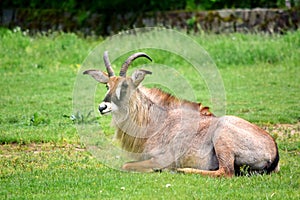 Roan Antelope Hippotragus Equinus in Nature Lying in Grass photo