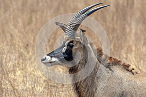 Roan antelope, Hippotragus equinus, Portrait,close up photo