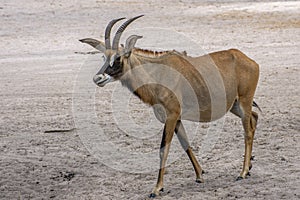 Roan antelope, Hippotragus equinus, Portrait,close up.