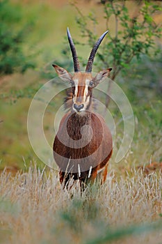 Roan antelope, Hippotragus equinus, savanna antelope found in West, Central, East and Southern Africa. Detail portrait of African photo