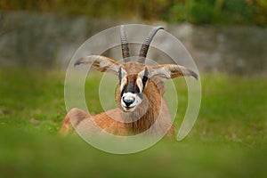 Roan antelope, Hippotragus equinus,savanna antelope found in West, Central, East and Southern Africa. Detail portrait of antelope, photo