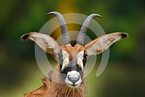 Roan antelope, Hippotragus equinus,savanna antelope found in West, Central, East and Southern Africa. Detail portrait of antelope, photo