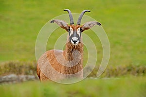 Roan antelope, Hippotragus equinus, savanna antelope found in West, Central, East and Southern Africa. Detail portrait of mammal, photo