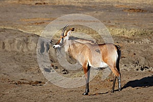 The roan antelope Hippotragus equinus standing in arid savanna photo