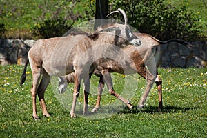 Roan antelope (Hippotragus equinus). photo