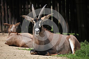 Roan antelope (Hippotragus equinus). photo