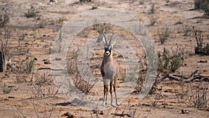 Roan antelope in the Khaudum National Park in Namibia, Africa.