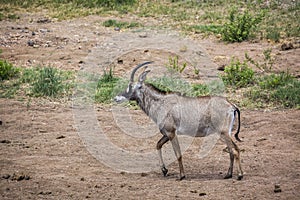 Roan antelope in Kruger National park, South Africa