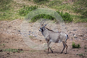 Roan antelope in Kruger National park, South Africa